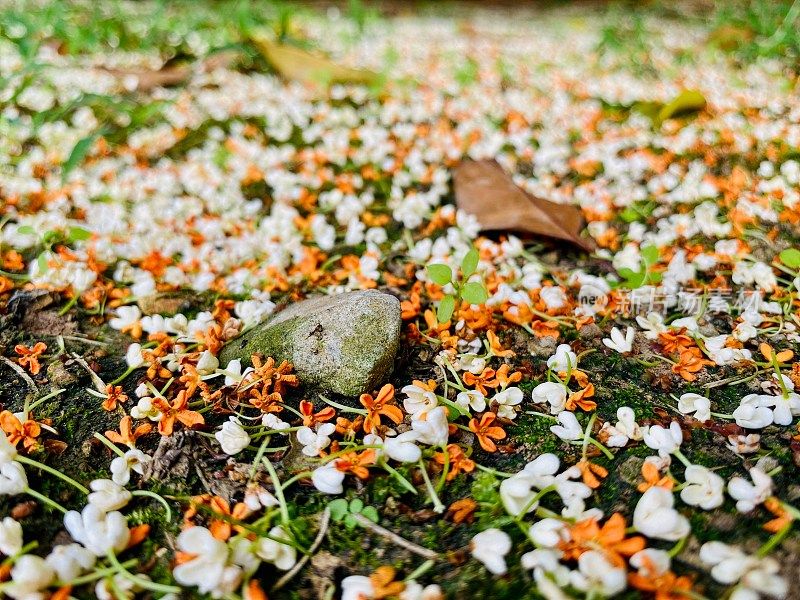 美丽的桂花在江苏，中国