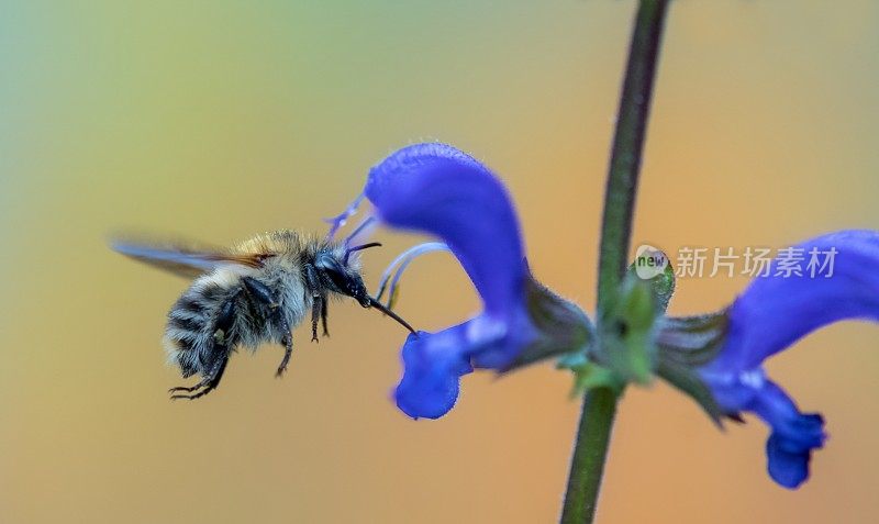 大黄蜂