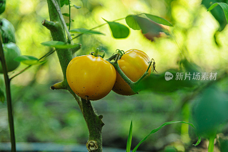 花园里两个黄色番茄的特写照片。