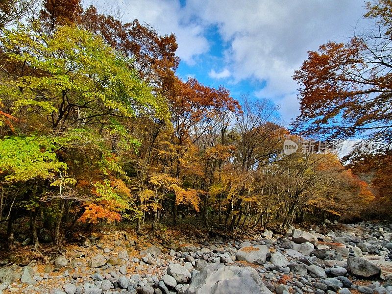 韩国济州岛的秋季景观