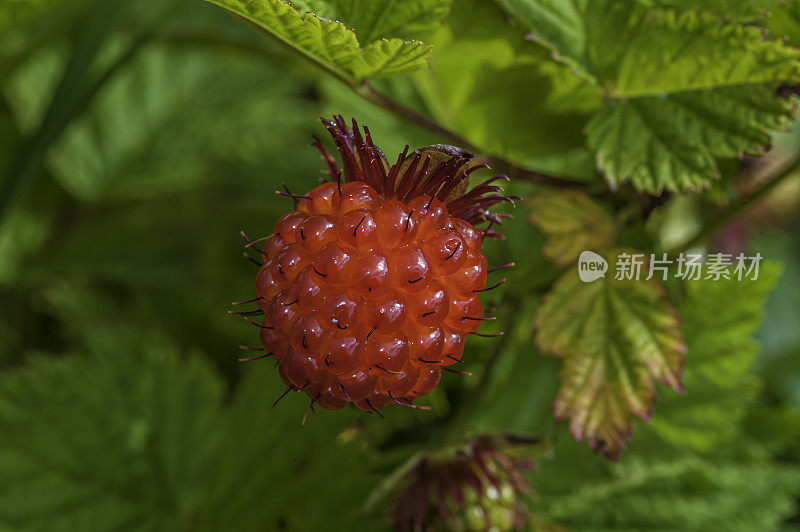 悬钩子(鲑莓)是一种悬钩子原产于北美洲西海岸从阿拉斯加西部到加利福尼亚。果实在夏末至初秋成熟，形似一个黄色至橙红色的大覆盆子，长1.5-2厘米宽