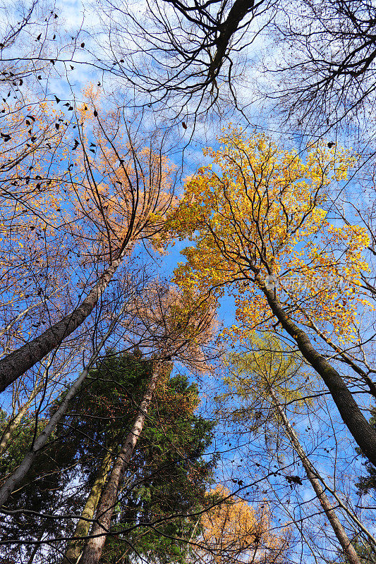 秋天五颜六色的树冠和蓝色的天空