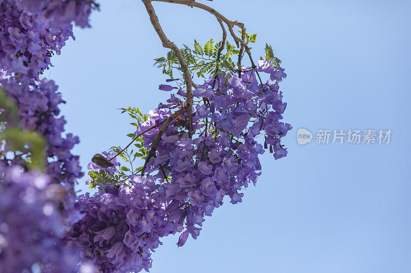 树上的紫色蓝花楹花