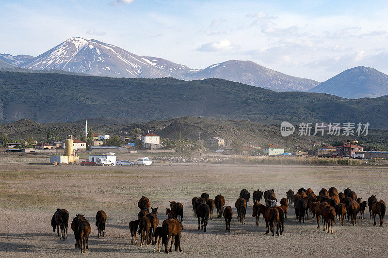 一群马穿过尘土向山上跑去