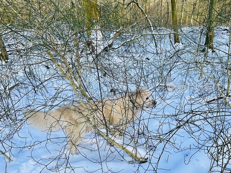 雪中的金毛寻回犬