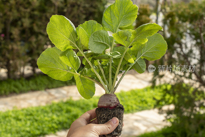 一名男子正在展示他在业余花园种植的萝卜