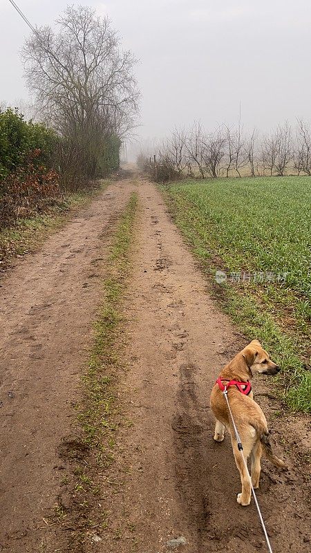 带着狗在乡间散步
