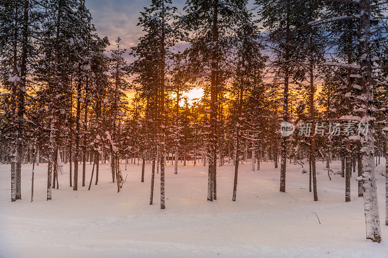 芬兰拉普兰冬日雪地森林的日出景色