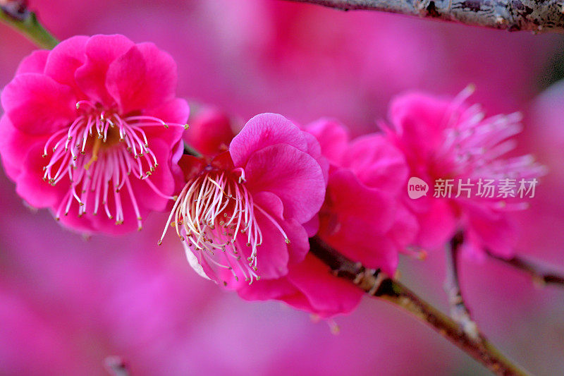 樱花盛开的日本公园，东京