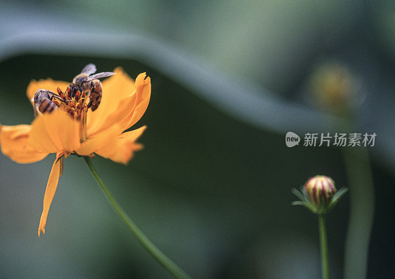 蜜蜂在花园里的黄花上