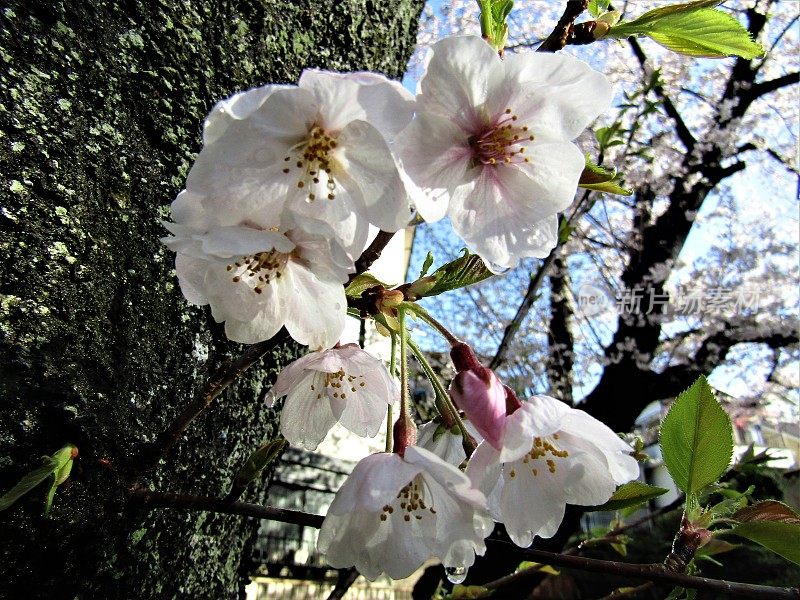 日本。3月底。雨夜过后，阳光明媚的早晨。老樱树干上的樱花。