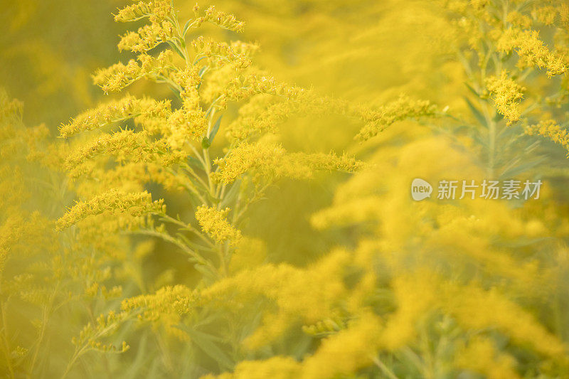 秋麒麟草属植物在开花