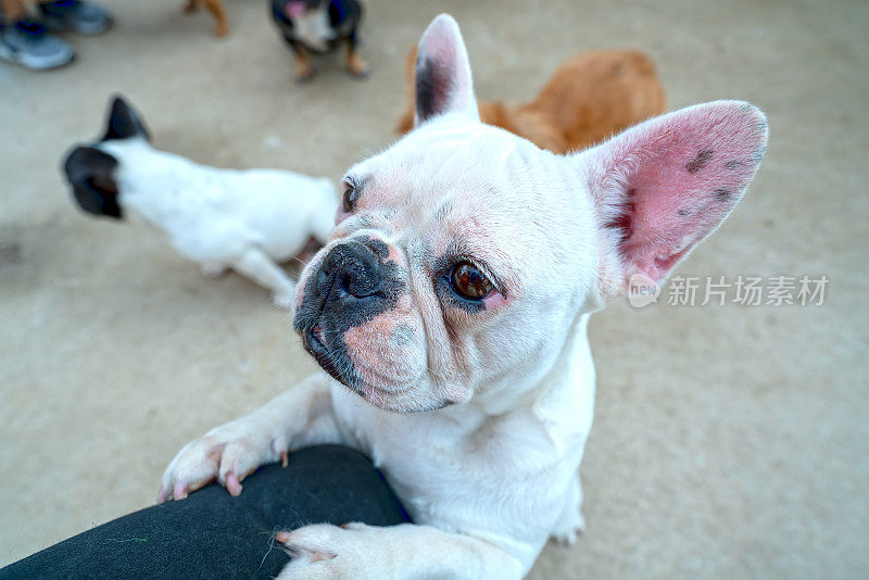 斗牛犬肖像在家养宠物