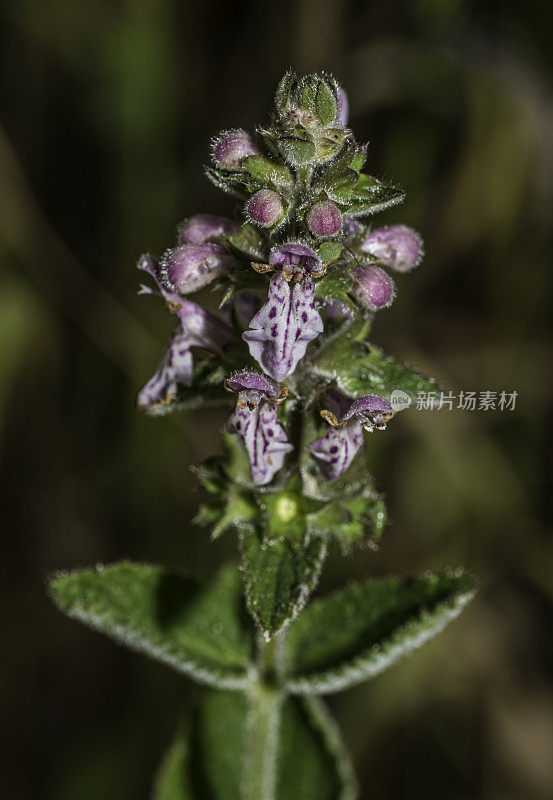 硬茎蒿，俗称粗树篱，是原产于美国西部的多年生草本植物。