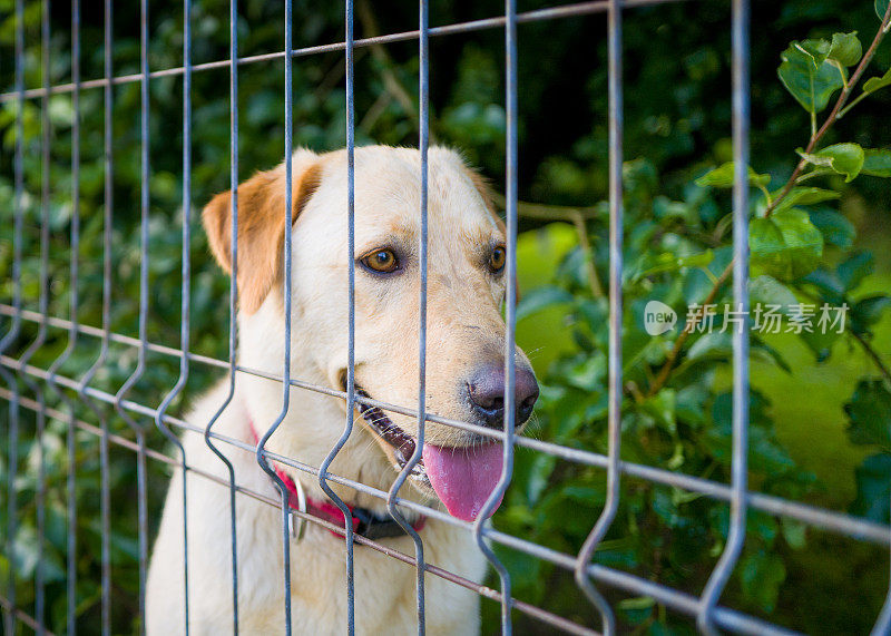 拉布拉多寻回犬被困在铁丝网后面