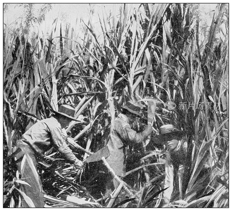 古董黑白照片:日本劳工在夏威夷考艾岛砍伐和收割甘蔗
