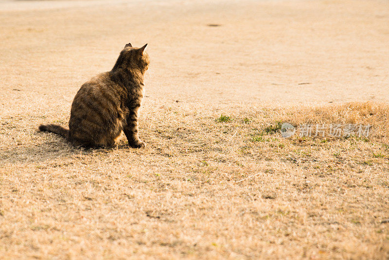 猫独自坐在草坪上