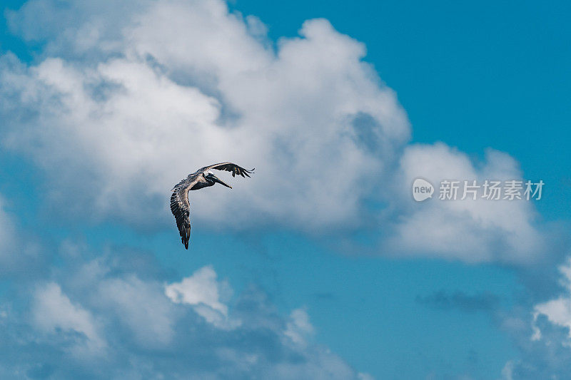 棕鹈鹕在天空中飞翔