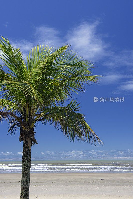 海滩棕榈树蓝天美景