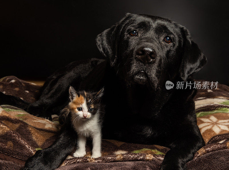 一只小猫和一只大狗的友谊