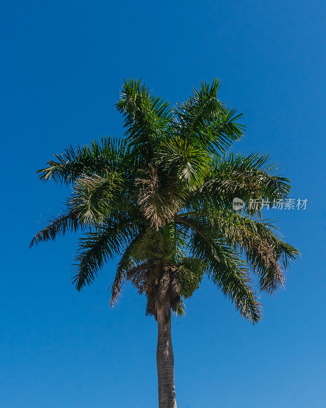 背景为蓝天的棕榈树顶部的特写