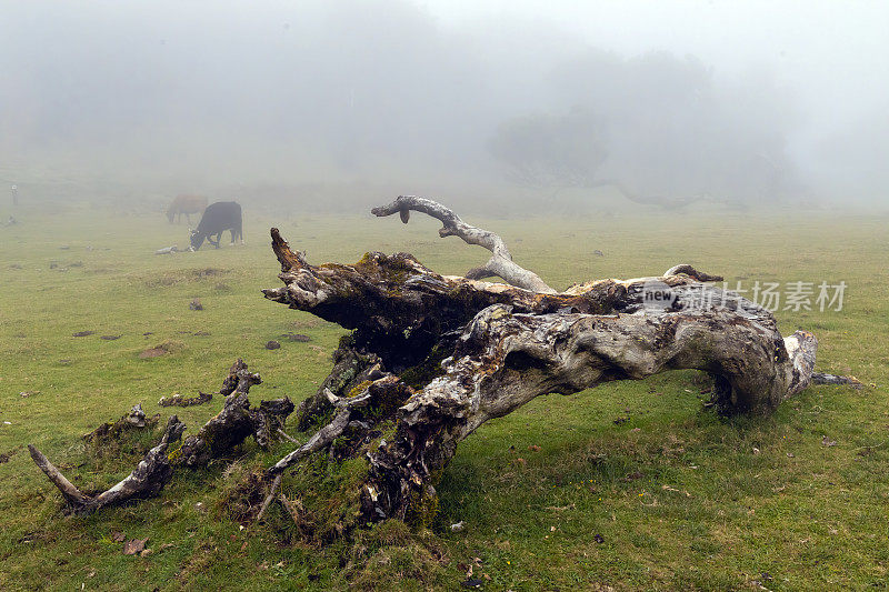马德拉岛的Fanal森林——神奇的童话般的雾霾高原