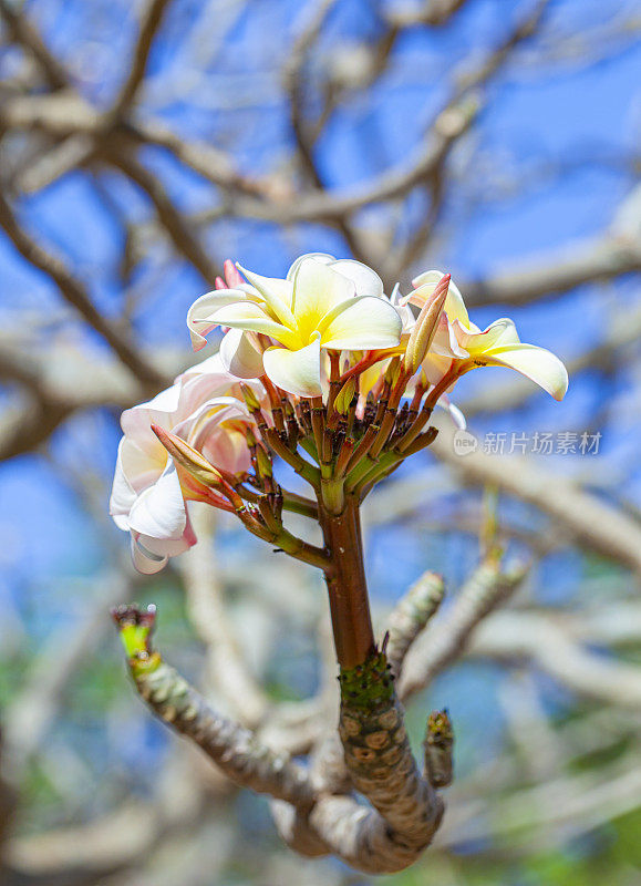 欧胡岛植物园的鸡蛋花