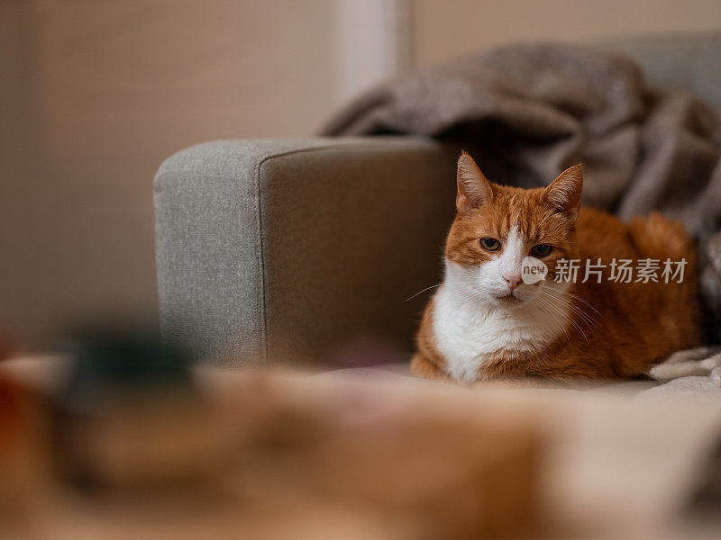 可爱的姜猫在沙发上放松