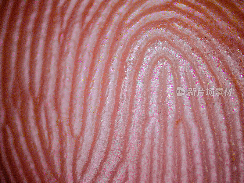 人类指纹显微镜记录