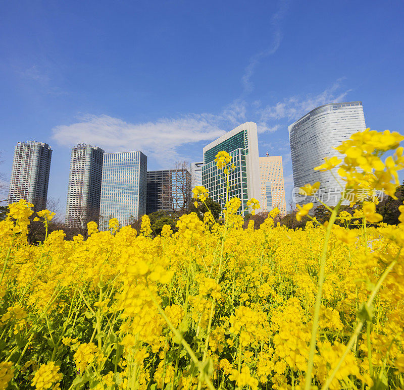 东京办公大楼和菜花