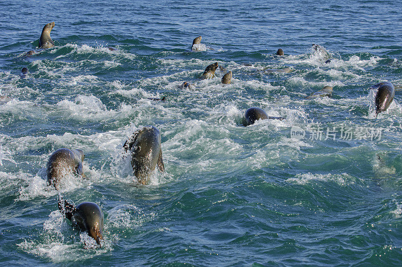 觅食凤尾鱼的野生海狮群