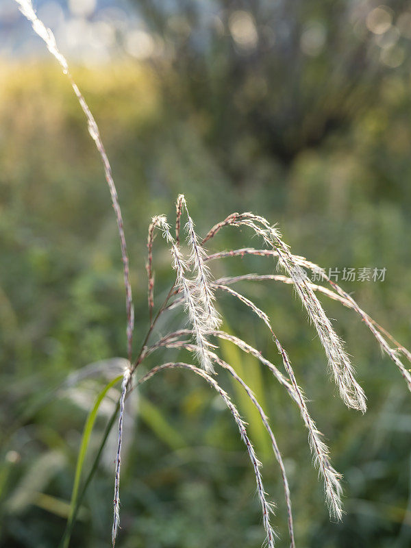 夕阳下芦苇的特写