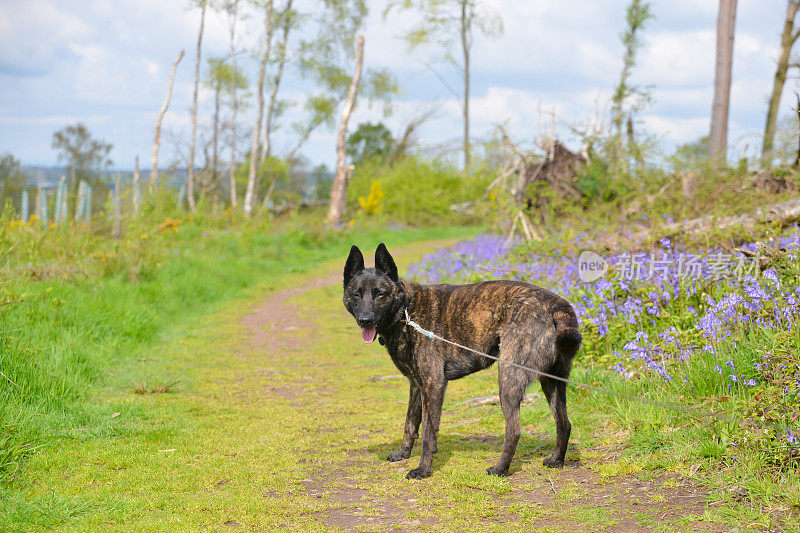 春天的一天，在什罗普郡乡间，一条斑纹色的狗在长时间的牵引下，望着镜头。