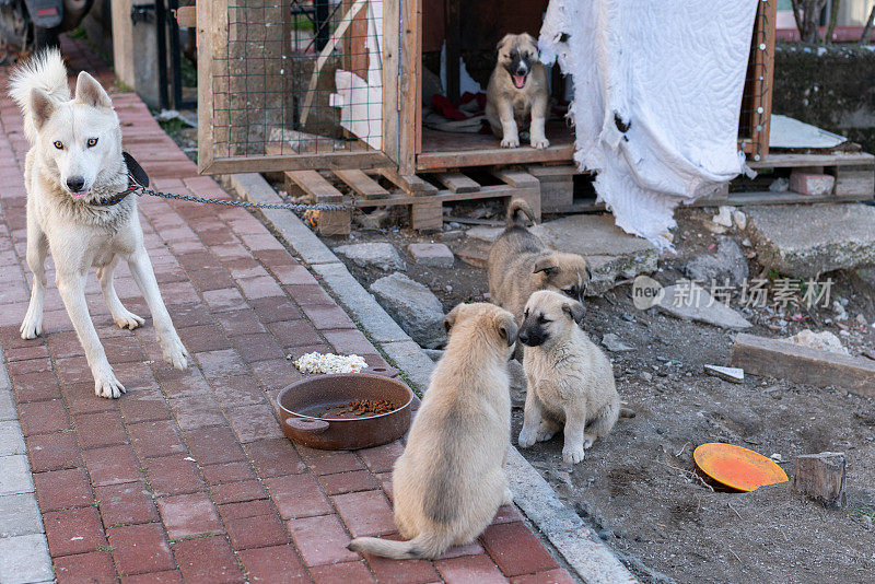 小狗们和他们的妈妈住在街上一个被忽视的狗窝里。