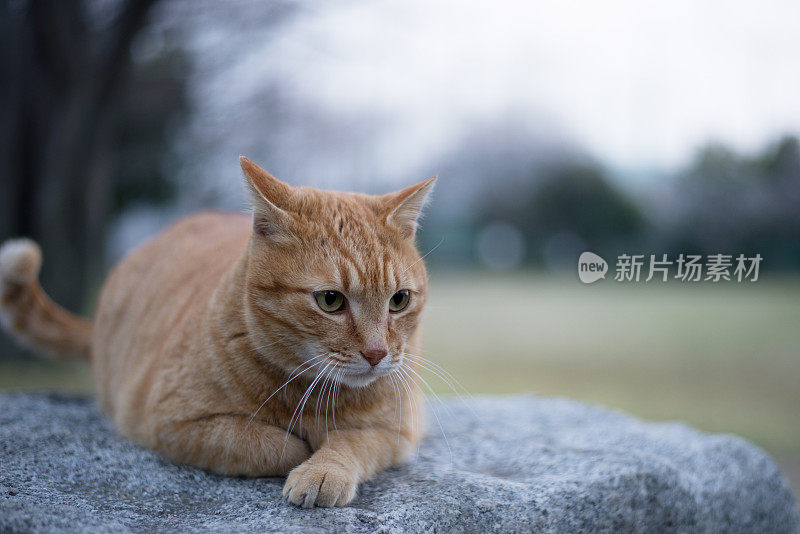 一只橙色的虎斑猫悲伤地坐在一块大石头上