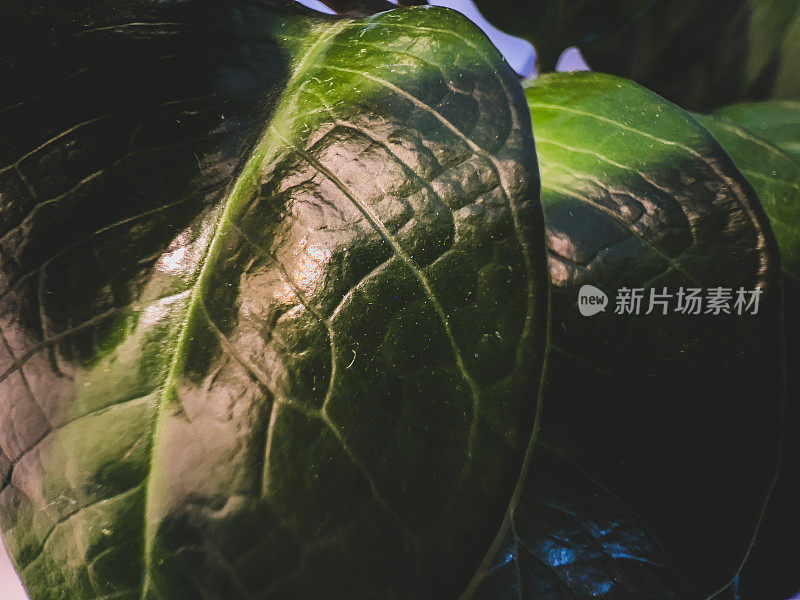 一张室内植物绿叶的特写。