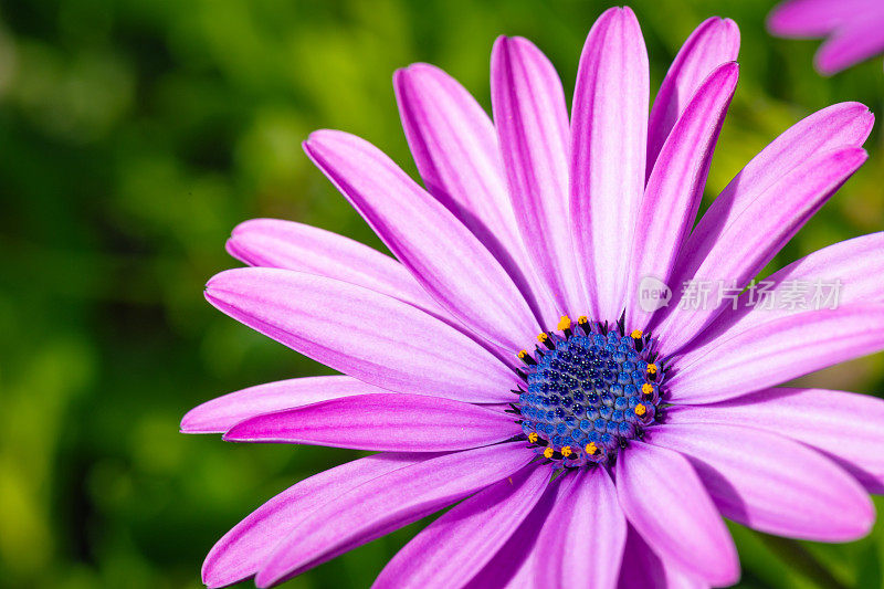 紫色披肩雏菊-玛格丽特
