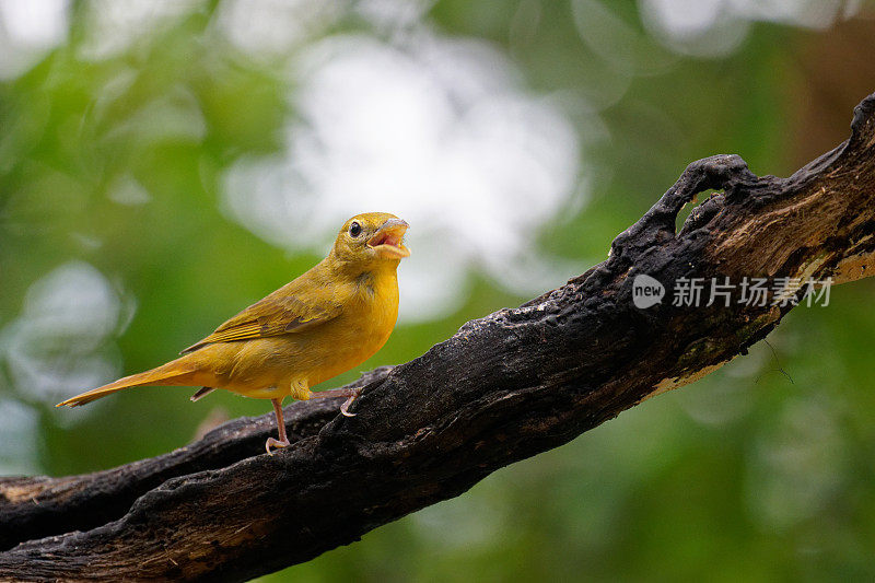 夏天唐纳雀母