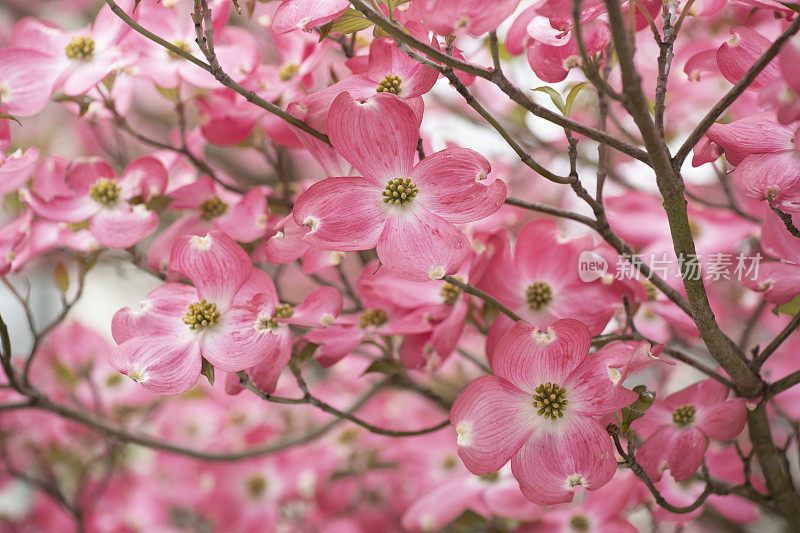 盛开的粉红色山茱萸