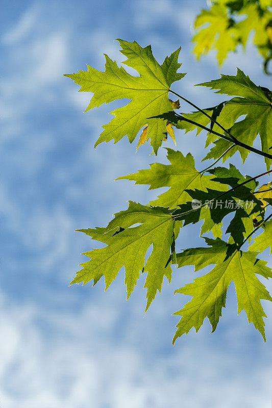 枫树槭糖精新绿叶映衬着蓝天。在阳光明媚的春天，糖槭上的年轻明亮的叶。任何设计的自然概念。软选择聚焦。放置文本