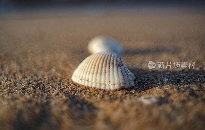 贝壳被海水冲到海滩上。