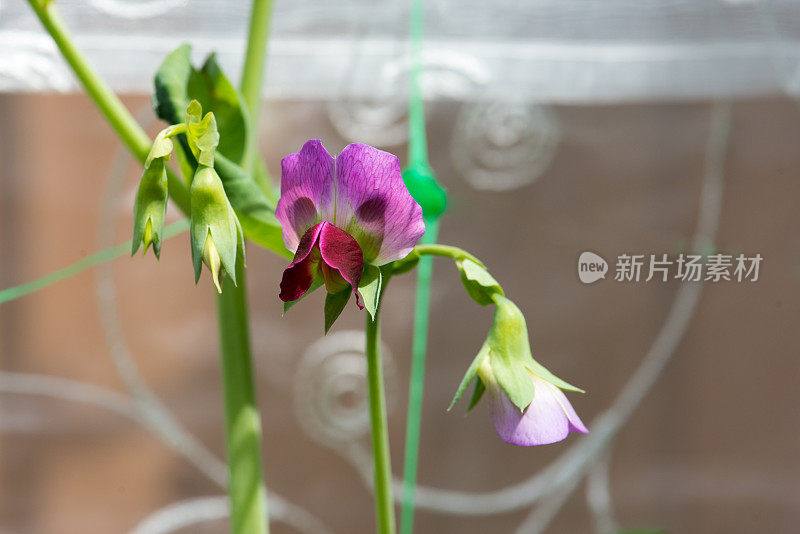 加拿大的菜园-六月初紫色攀缘豌豆花特写