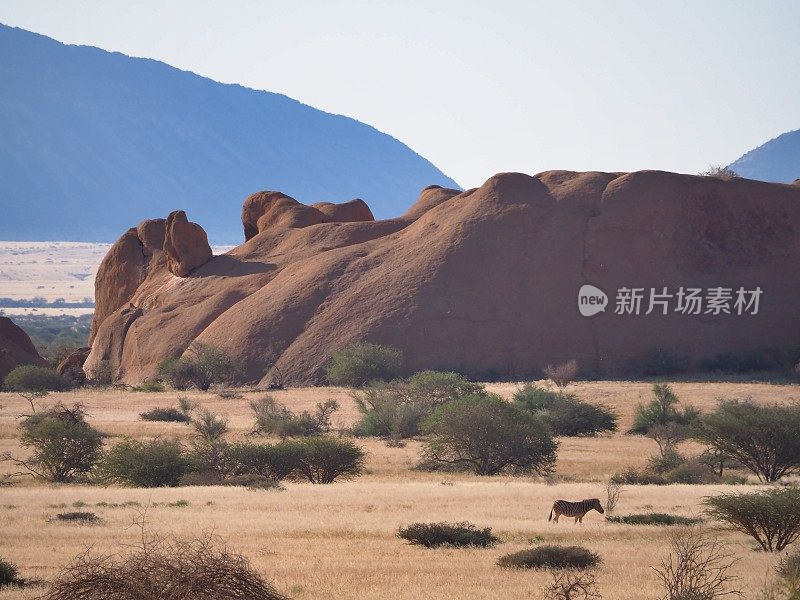 哈特曼在大草原上画的斑马