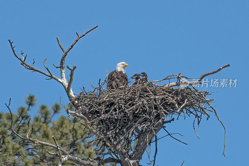 白头鹰和两只小鹰在高高的巢中，免受捕食者的伤害