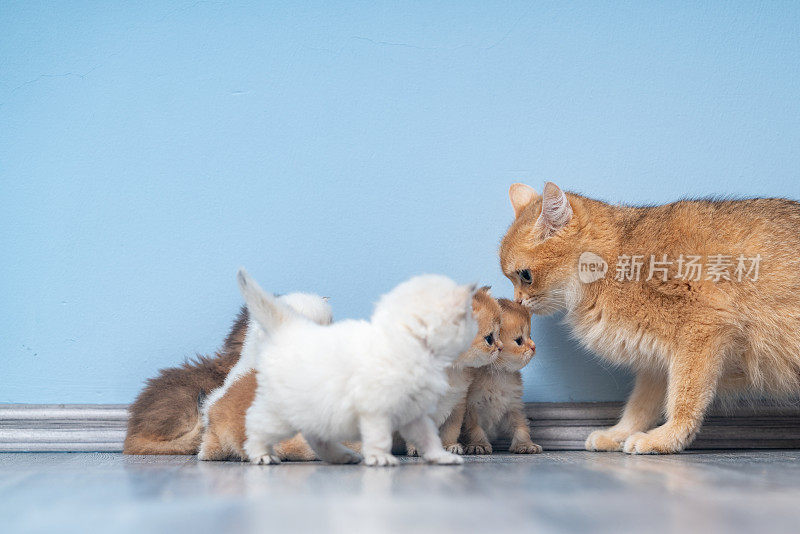 地板上英国短毛猫一家的照片