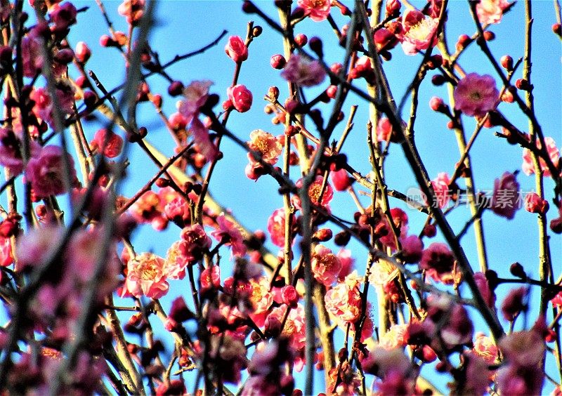 日本。2月。梅花在夕阳的余晖中绽放。