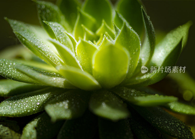 肉质植物特写镜头