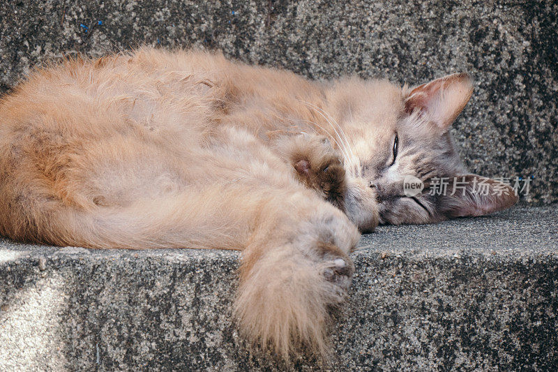 一只长毛猫睡在楼梯中央的图像