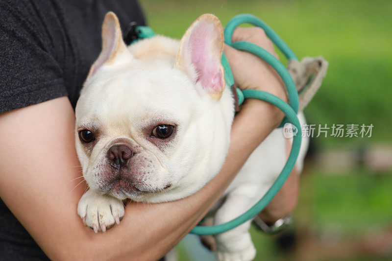 一名男子手牵一只可爱的法国斗牛犬在公园散步