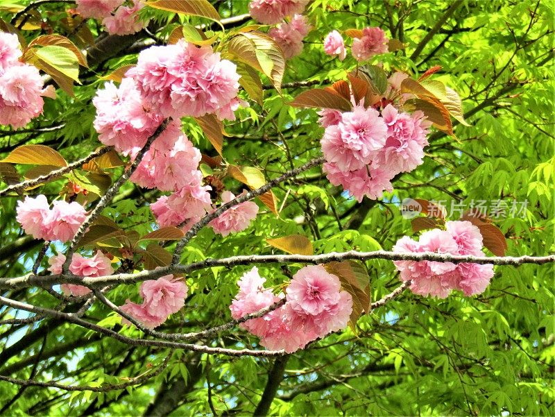 日本。4月。樱桃的花。